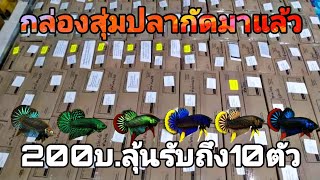 กล่องสุ่มปลากัดมาแล้ว ลุ้นรับ2-10ตัวราคาถูกๆๆ