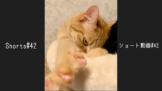 真剣すぎるふみふみ。The cat's hard Kneading.#Shorts