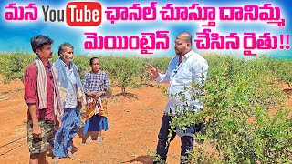 మన YouTube ఛానల్ చూస్తూ దానిమ్మ  మెయింటైన్ చేసిన రైతు!!!#pomogranate #horticulture #jilan