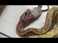 球蟒餵食 冷凍鼠餵食 香蕉超級淡彩ball python feeding（super pastel banana ball python