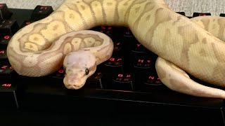 球蟒餵食 冷凍鼠餵食 香蕉超級淡彩Ball python feeding（Super pastel Banana ball python)