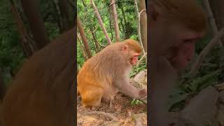 अरे कोई तो बचाओ🤣🙊🤪। funny monkey। dubbing vedio।#shorts