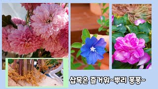 뿌리가 팡팡~삽목은 즐거워(임파첸스, 아메리칸블루, 국화)