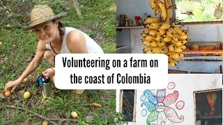 Volunteering on the coast of Colombia!