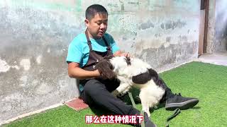 想要开始训练狗狗，却不知道从哪里入手？训犬师保姆式教学