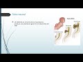 embriología sistema nervioso