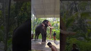 ചിറക്കൽ കാളിദാസന്റെ ഒരു തലപിടുത്തം//Chirakkal Kalidasan//#shorts #elephant