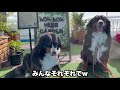 犬連れてフェリーに乗れるって！海上クルーズ行ってきたよ