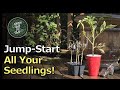 Turn Your Seedlings Into LARGE Healthy Transplants With This SINGLE Step - Guaranteed!