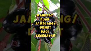 Manfaat buah Jamblang/Duwet / Java Plum bagi kesehatan #buah #fruit #jamblang #duwet #javaplum