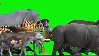 Animal Zoo Escape Green Screen