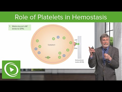 What is the role of platelets in hemostasis?