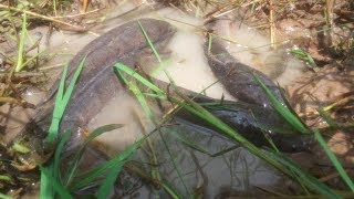 [ Daily Fishing Tour ] Net Fishing In Siem Reap Province - Khmer Cast Net Fishing -Cambodia Traditio