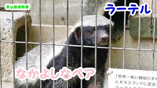 なかよしなペア　ラーテル🌟ラーテル🌟東山動植物園🌟かわいい。強い。　ラーテル🌟イタチ、イタチ科、ミツアナグマ、低危険種、好物の蜂ミツ、怖いもの知らず、日本で唯一ラーテルが見れる、ZOO、