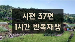 시편 37편 1시간 반복재생