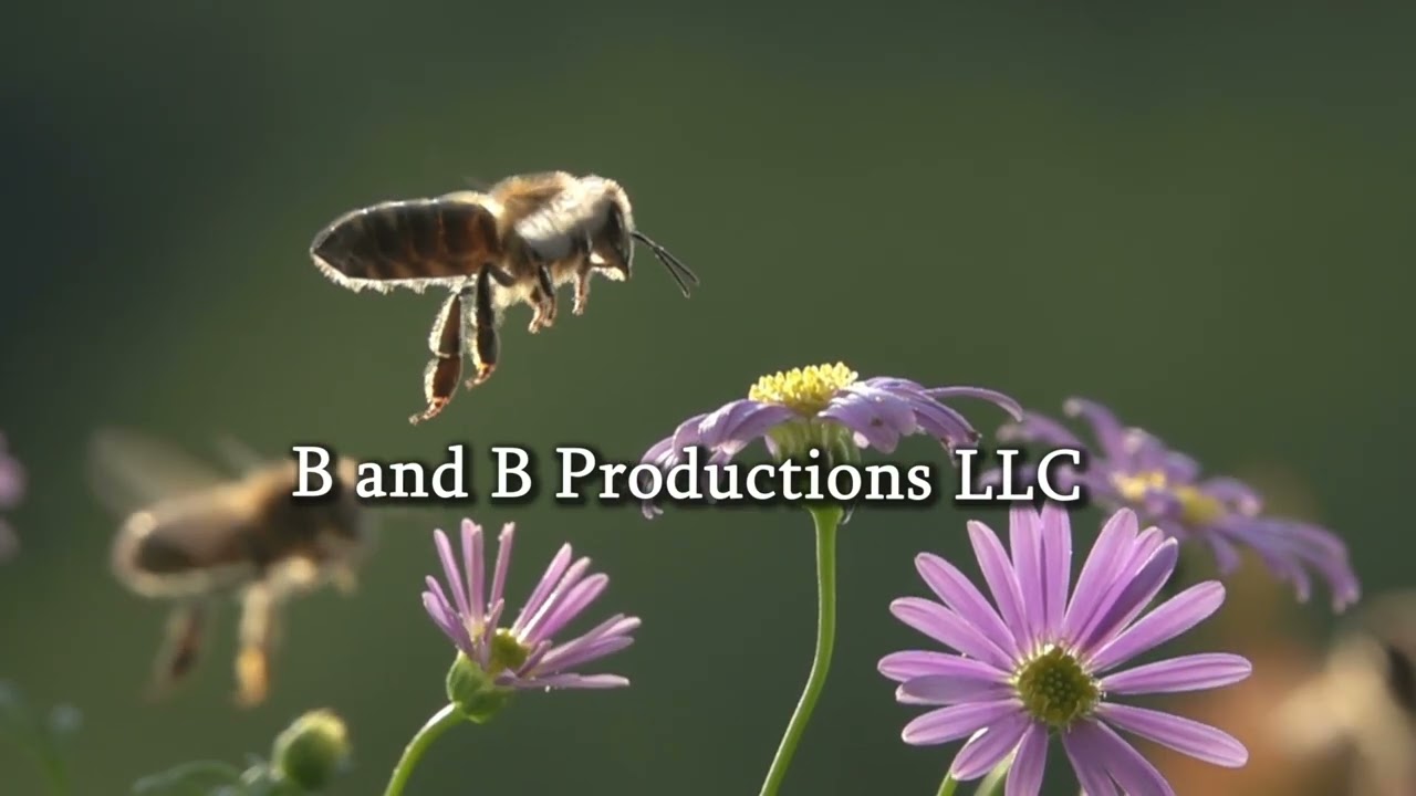 B And B Productions - YouTube