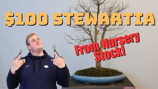 $100 Stewartia Bonsai from Nursery Stock