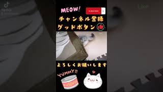 マンチカン　ミヌエット　こねこ　仔猫　小猫　子猫　子ネコ　コネコ　#shorts #猫 #cat