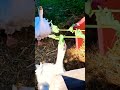 BACKYARD FARMER FEEDS HER GEESE DANDELIONS.