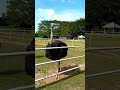 ostrich farm|food feeding|perlis|malaysia#shorts