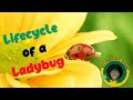 Ladybug Life Cycle | All about Ladybugs