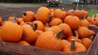 Pumpkin Trail Stop #8 - Andrews' Scenic Acres