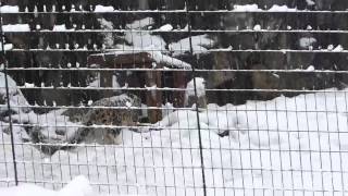 雪の多摩動物公園　ユキヒョウ「ミミ」「ヴァルデマール」ペアリング