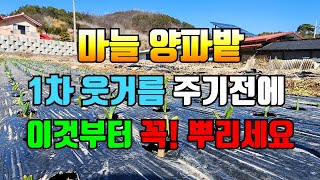 1차 웃거름 주기전 이것부터 뿌려면 마늘 양파 성공합니다.