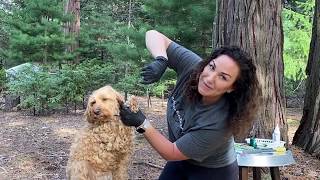 How to Groom Your Labradoodle - Tutorial