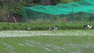 広島県世羅町のコウノトリ