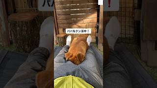 パパをクン活中！🐶可愛い犬の癒し動画　#保護犬　#犬　#かわいい #犬のいる暮らし #shorts