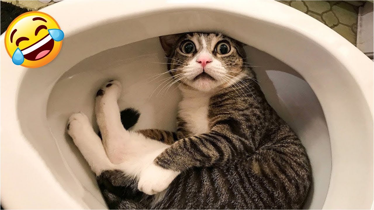 仍 Funniest Cats 2025 Hilarious Cat Videos Compilation 誓 Youtube