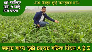 আলু+ভুট্টা এক সাথে চাষ করার নিয়ম।।এক খরচে দুই ফসল।।আলু ও ভুট্টা চাষে সফলতা।