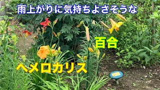 まるおの母　まるこの宿根草と低木の庭　2021 06 17 いい感じの雨が降りました❣️雨上がりの朝は、気持ちがいいです〜　エキナセア　ヘメロカリス  ゆり