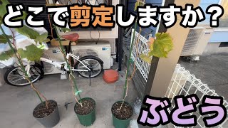 農園訪問(大阪編)後編〜苗木を観てどこで剪定するかでぶどうの収穫の近道に！カーポートならではの課題も！〜2023-11-04