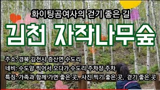 경북 걷기 좋은 길,  김천 자작나무숲길 2020.10.11