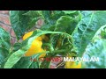 വിഷരഹിത പച്ചക്കറി ലഭിക്കാനുള്ളഎളുപ്പവഴി.how to make vegetable garden malayalam.n j shows malayalam