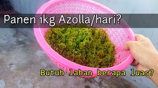 Tanam Azolla butuh lahan berapa luas?