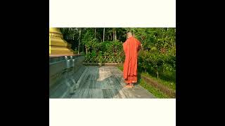 Walking Meditation💭(. Cankamana) #buddha #meditation #sati #bhavana #walking #meditation  #bhikkhu 🌼