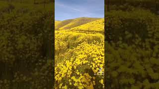 California Super Bloom of Wild Flowers 加州野花大爆发 超美！