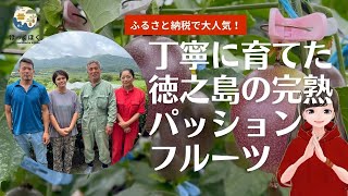 徳之島町北部シマピポファイル017 ふるさと納税で大人気！丁寧に育てた太農園の完熟パッションフルーツ  #徳之島  Passion fruit a specialty of Tokunoshima