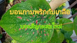 บอนกาบพริกกับเกลือ บอนสีลูกผสมใหม่