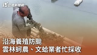 沿海養殖防颱 雲林蚵農、文蛤業者忙採收｜20240930 公視中晝新聞