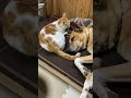 ホットカーペットの上の猫と犬 shorts 犬と猫 cat