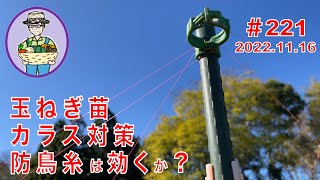 玉ねぎ苗がカラスのいらずらで引き抜かる。防鳥糸を張ったが、その効果は？ 221話【オーガニック栽培】