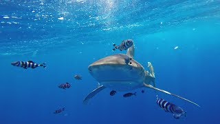 Croisière REQUIN! Egypte BDE