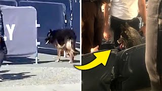 German Shepherd “left behind” at Metallica concert turns out to be a runaway incognito