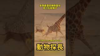 長頸鹿遭受獅群圍攻成功反殺獅子#動物世界 #獅子 #長頸鹿