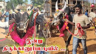 இன்று திருக்கானூர்ப்பட்டி வாடி வீதியில் காளைகள்