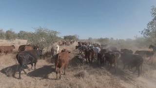 cattle drive リアルカウボーイ！オーストラリア、ダーウィンから西へクヌヌラから車で3時間ディガーズレストと言う厩舎にて年に数回しか行われない牛追いに参加してきました。